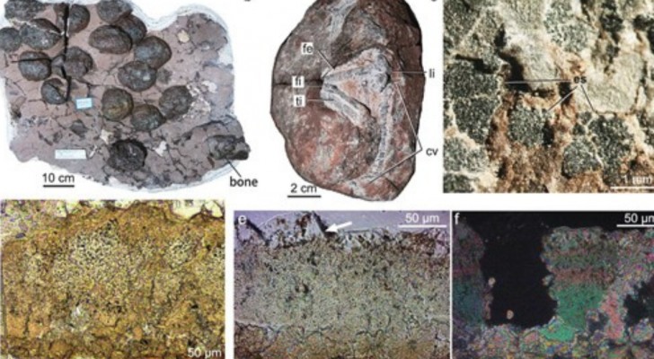 Leerachtige dinosauruseieren in China, de eerste getuigenis