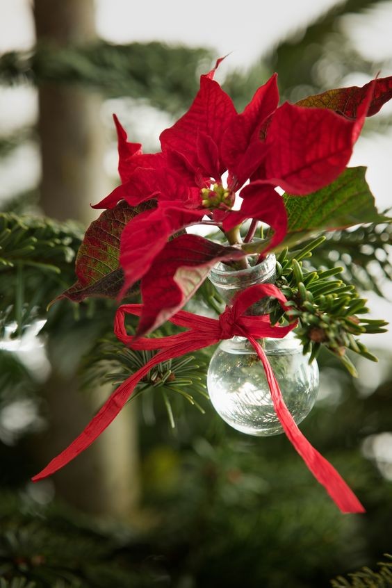 Le stelle di Natale per decorare l'albero
