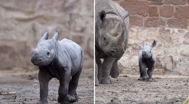 Un piccolo rinoceronte nasce allo zoo di Chester