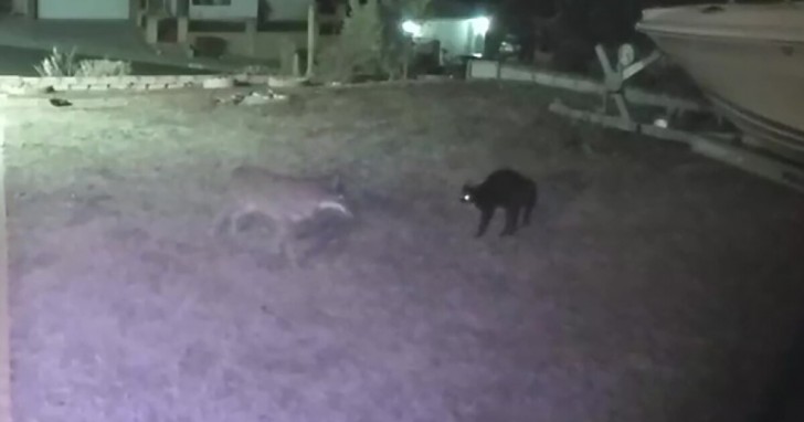 Una sfida epica: mamma gatta contro tre coyote per proteggere i piccoli