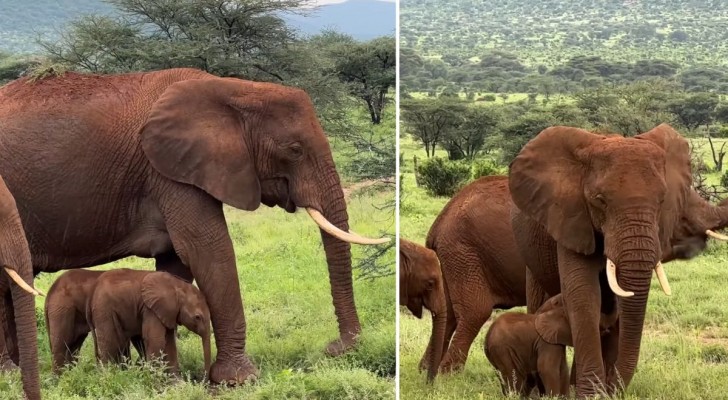 Elefanti gemelli nati in Kenya: la scoperta di Save the Elephants