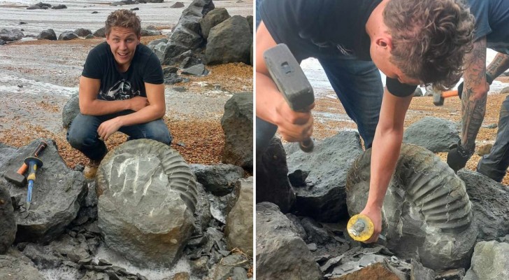 Een 115 miljoen jaar oud fossiel ontdekt op het eiland Wight