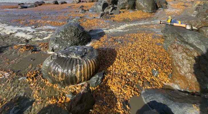 Une ammonite du Crétacé : qu'adviendra-t-il du fossile découvert par Jack ?