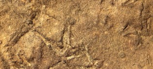 Impronte simili a quelle dei volatili, ma appartengono al periodo Triassico