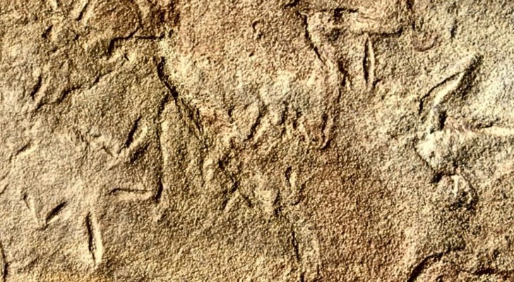 Fåglarnas evolutionära historia: förblir ett mysterium