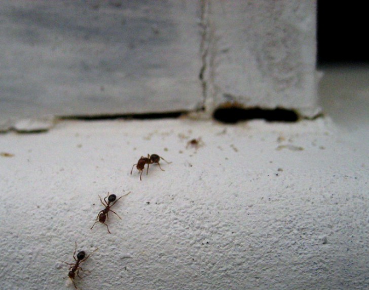 Mieren verwijderen met gedenatureerde alcohol