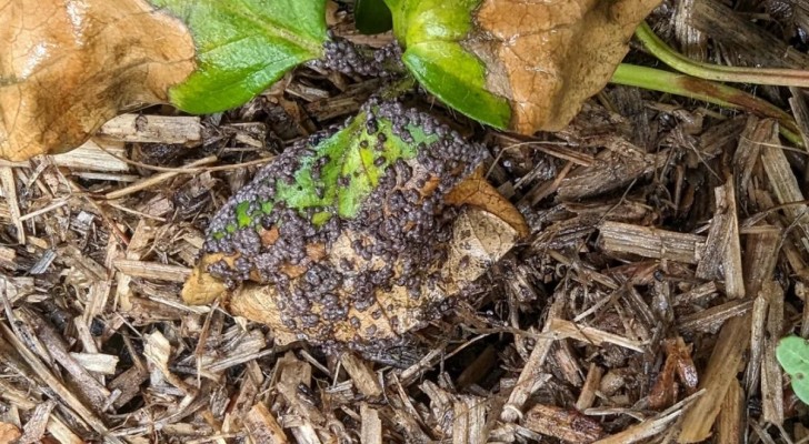 Uova nere sulle fragole: caviale o parassiti?