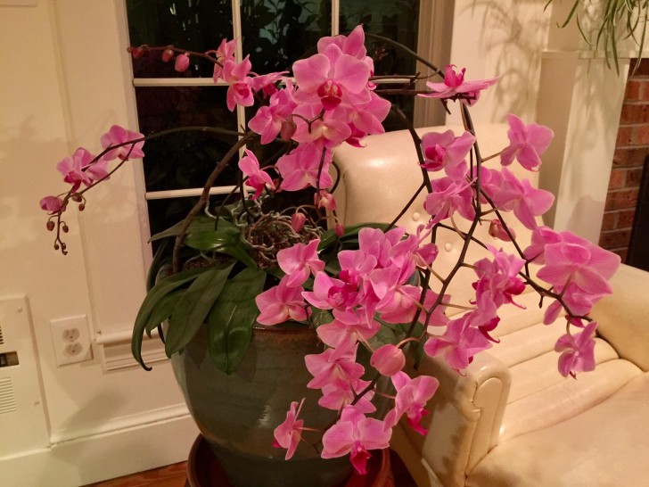 Het welzijn van orchideeën bevorderen met citroensap