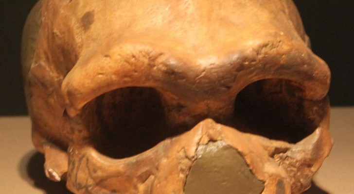 Homo Longi, een nieuwe menselijke soort ontdekt in China