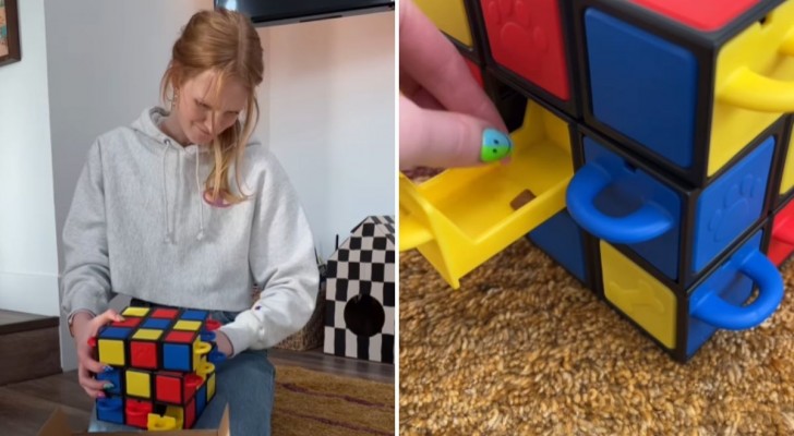 Gatto “risolve” un Cubo di Rubik: il video diventato virale