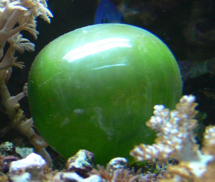De "oogbol", de bolvormige groene algen