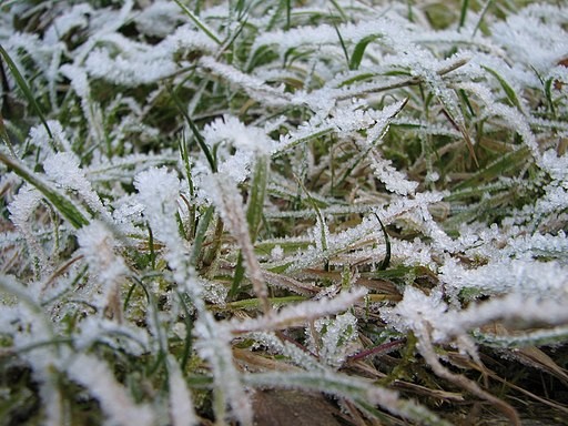 La pelouse l'hiver : quelques indications