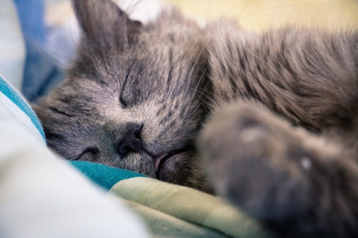 Quante ore dovrebbe dormire un gatto?