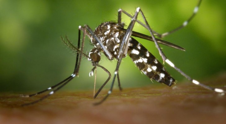 Männliche Stechmücken saugten auch Blut: die Entdeckung
