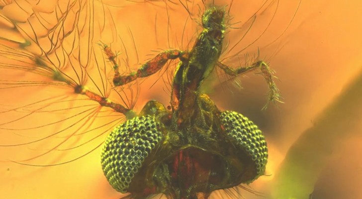 De oudst bekende mug voedde zich niet alleen met nectar