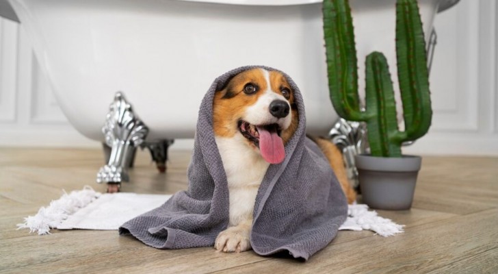 Abituare il cane a non seguirti in bagno: i trucchi più efficaci