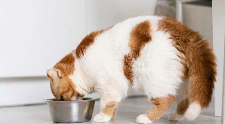 Perché il gatto lascia il cibo nella ciotola?