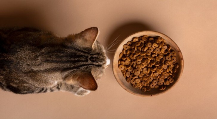 Il gatto lascia il cibo nella ciotola: come risolvere?