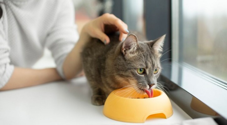 Perché il gatto sposta il cibo fuori dalla ciotola?