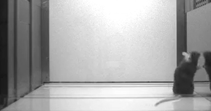 Une souris de laboratoire réussit le test du miroir