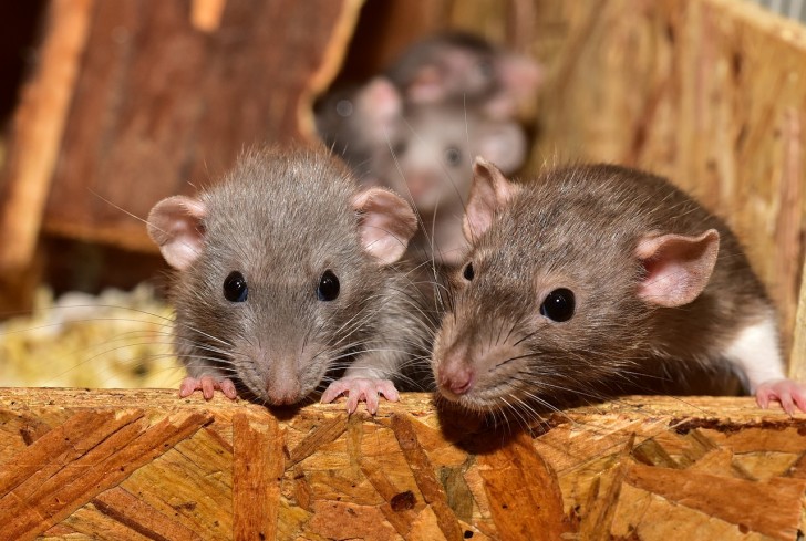 Muizen in de spiegel en de activering van neuronen van zelfherkenning