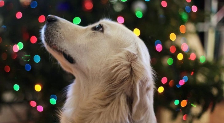 Come realizzare un albero di Natale sicuro per il cane
