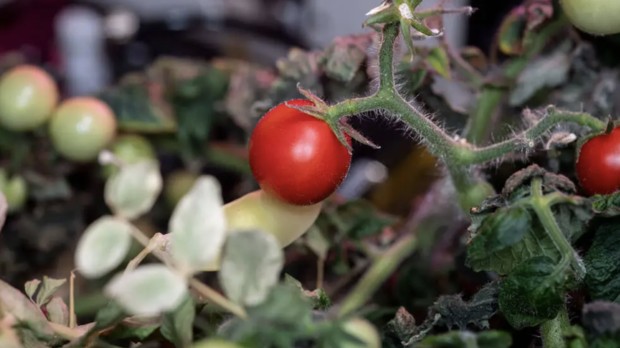 Frank Rubio et la tomate perdue dans l'espace