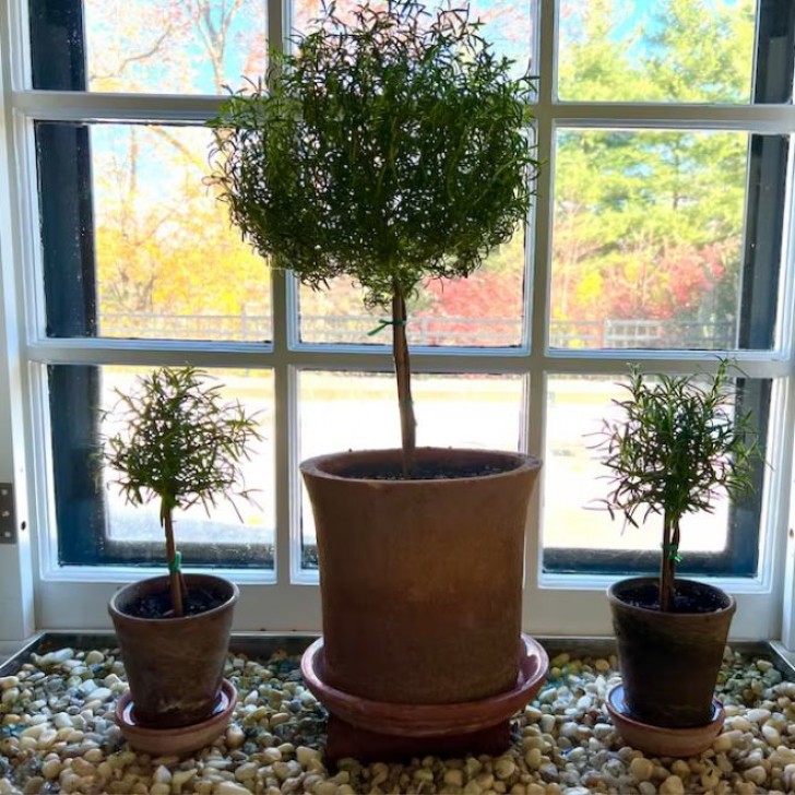 Mantenimento della pianta di rosmarino in forma di albero