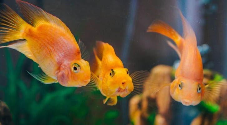 Perché i pesci rossi sono pericolosi per l’ambiente?