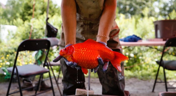 pesce rosso enorme