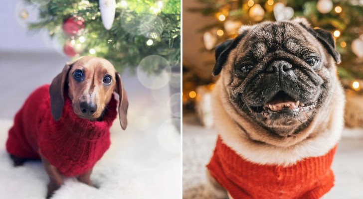 Regalare un animale a Natale: valutazioni preliminari