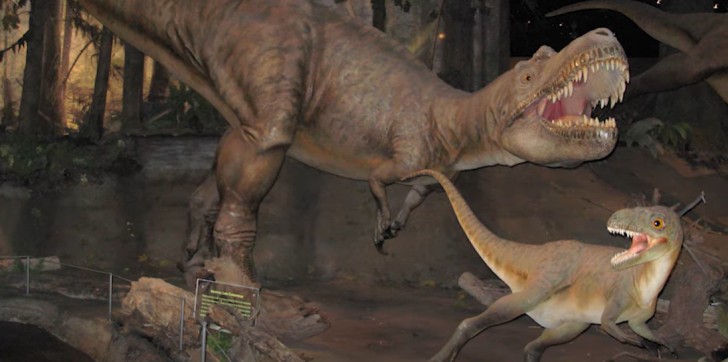 Gorgosaurus libratus, ein naher Verwandter des Tyrannosaurus rex