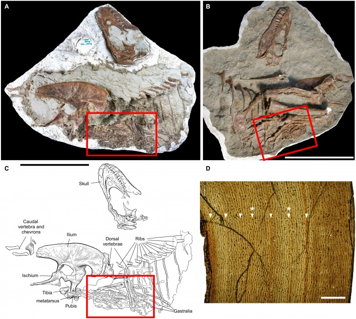 Untere Gliedmaßen eines vogelähnlichen Dinosauriers im Magen des Fossils gefunden