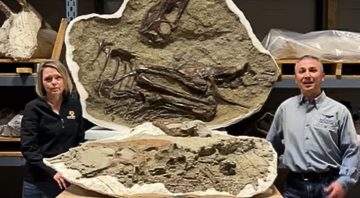 De Gorgosaurus had een ander dieet op basis van leeftijd: de bevestiging