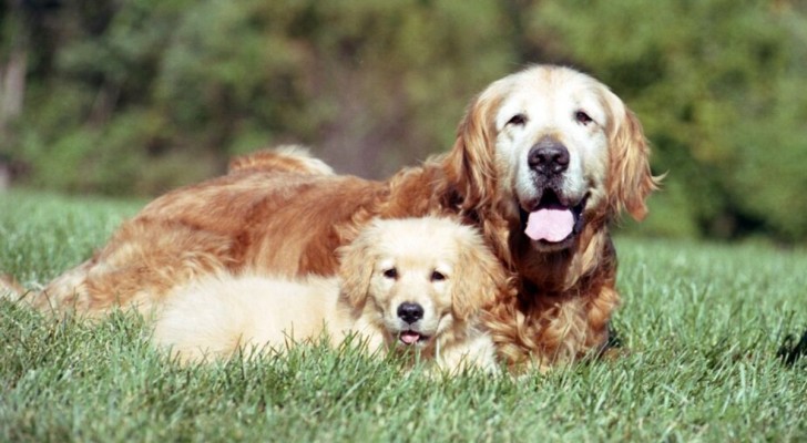 Cos’è la sindrome del secondo cane?