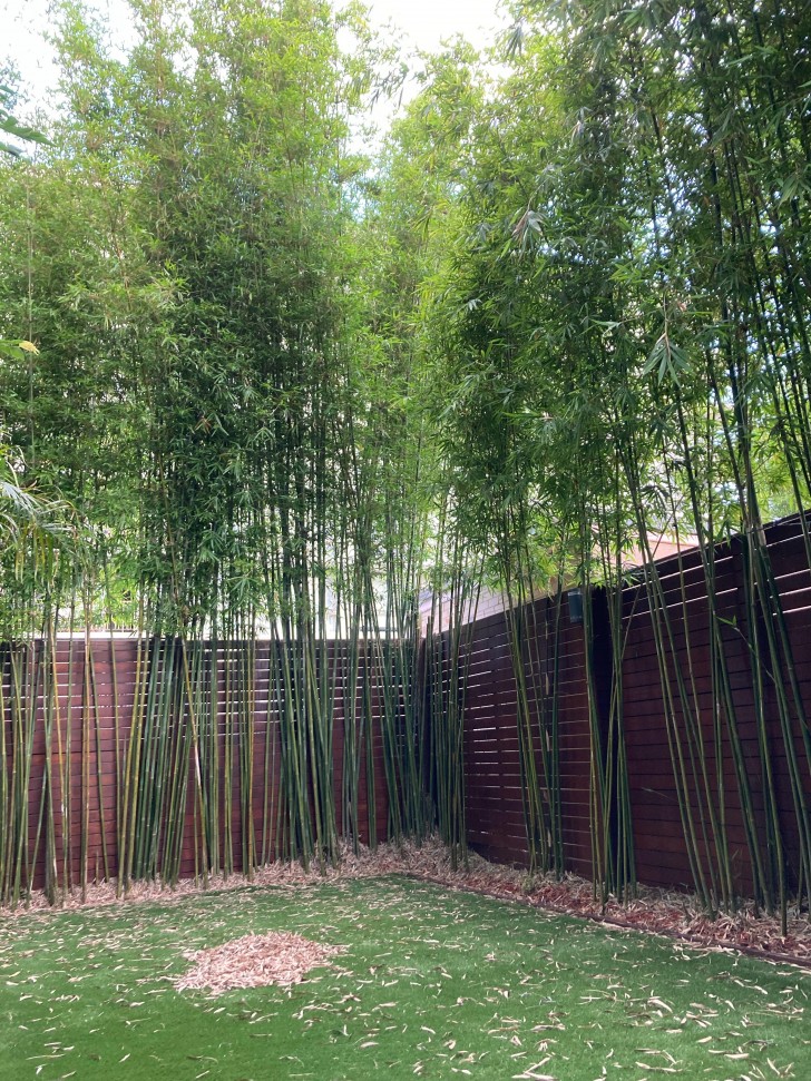 4. Bamboe