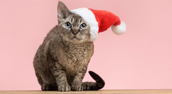 Perché i gatti amano gli alberi di Natale?