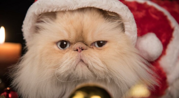 Una tendenza ancora comune: spaventare il gatto con l’albero di Natale