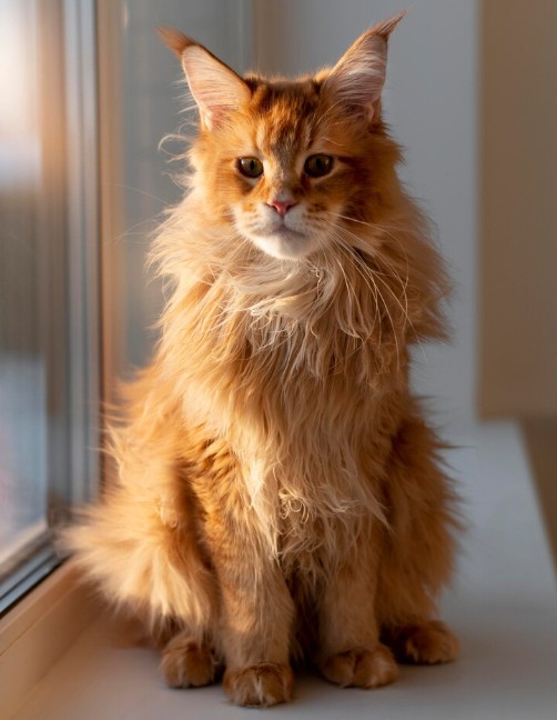 2. Maine Coon