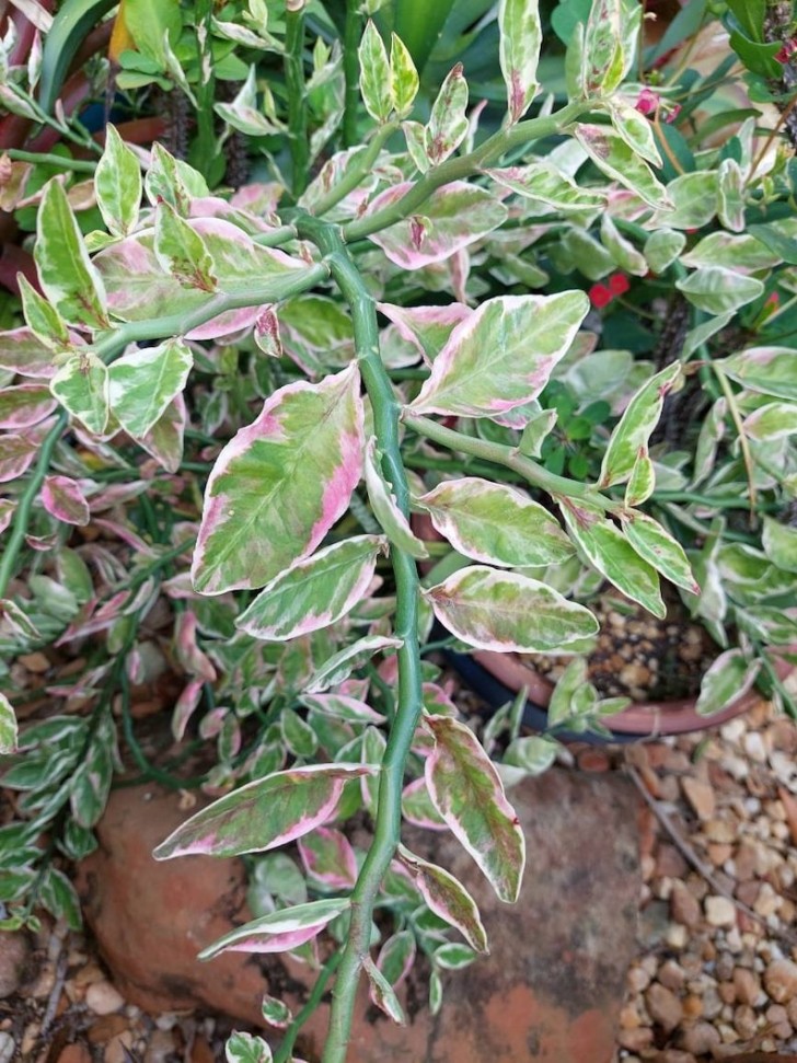 Spina del Diavolo (Euphorbia tithymaloides)