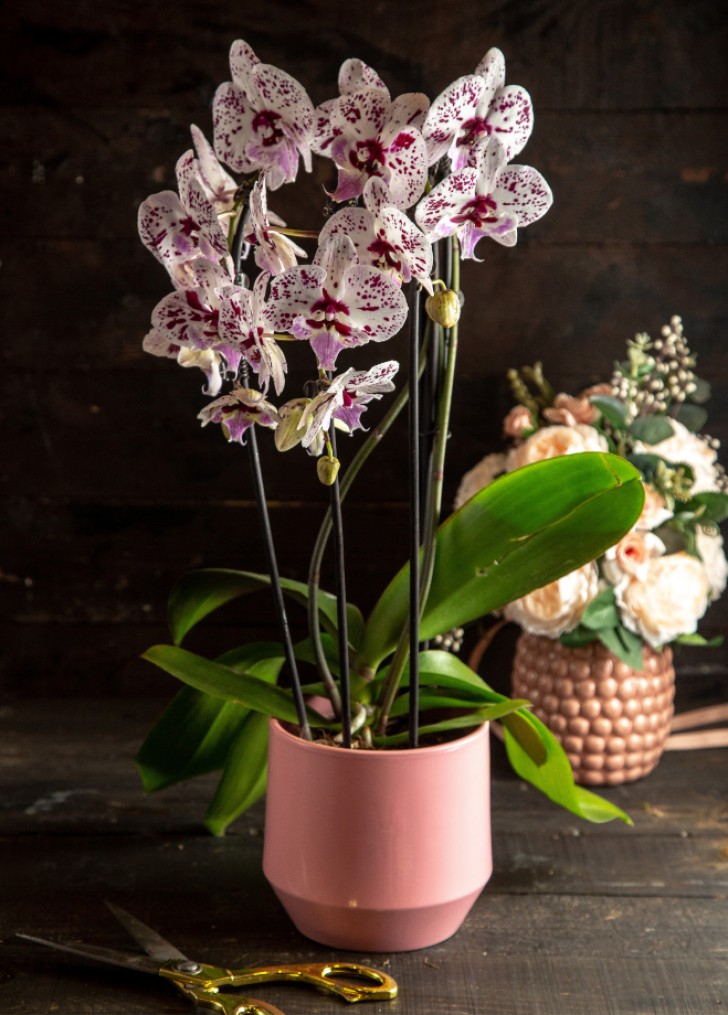Hur man planterar om en orkidé