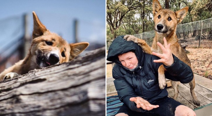 Un cagnolino dal cielo, o forse no?