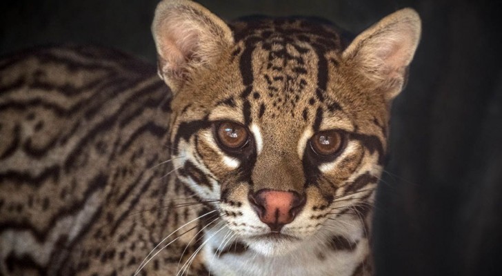 Un piccolo cacciatore notturno: chi è il gattopardo americano?