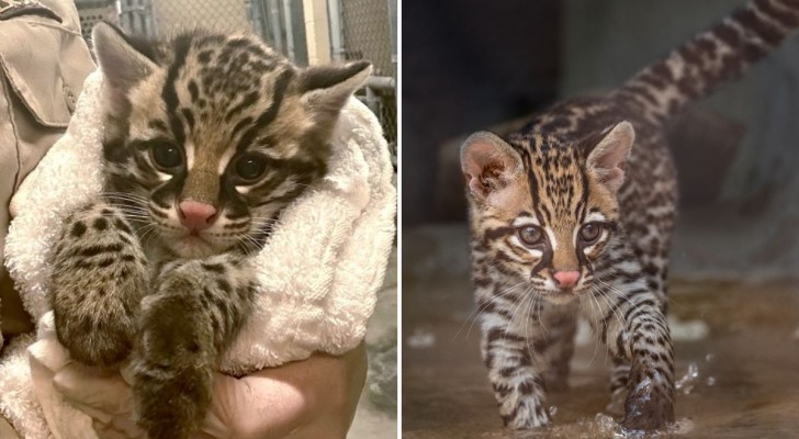 La nascita del piccolo gattopardo a Los Angeles