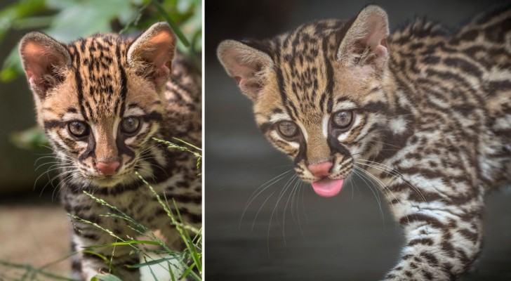 Il gattopardo americano: un animale a rischio estinzione?