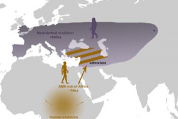 Die Begegnung zwischen Neandertaler und Homo Sapiens
