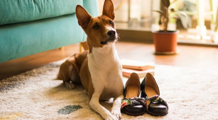 Perché i cani rubano le scarpe?
