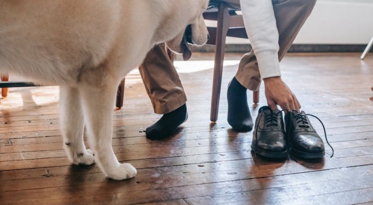 Come gestire un cane che ruba le scarpe?