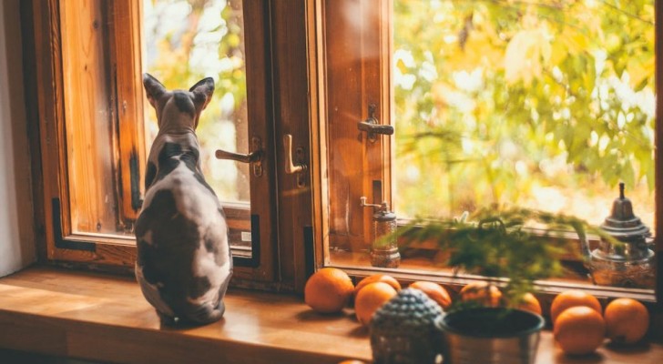 gatto Sphynx