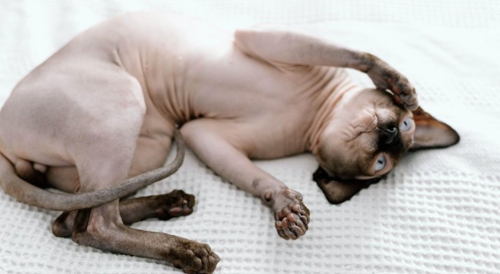 gatto Sphynx